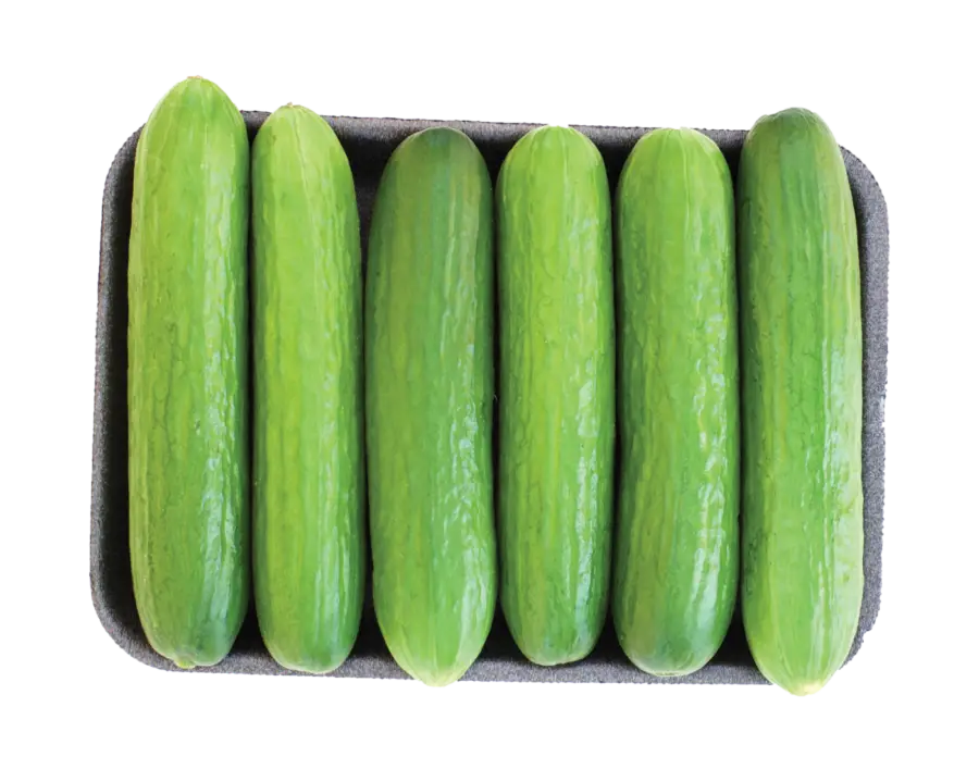 Organic Lebanese Cucumbers