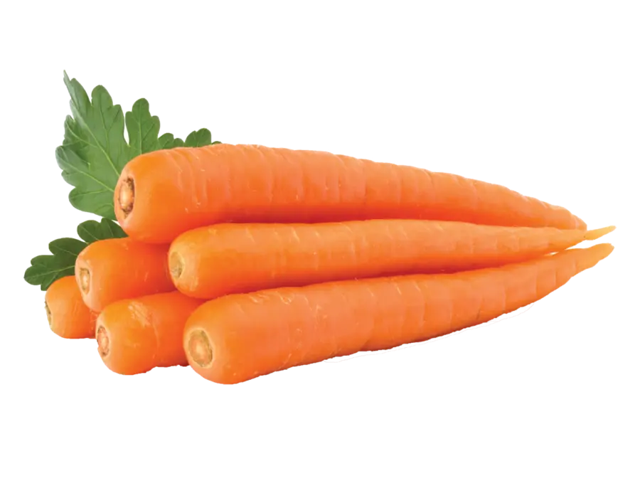 CAROTTES BIOLOGIQUES